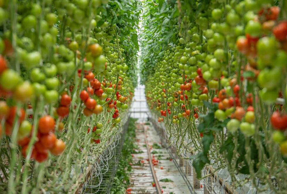 Agriculture-property_0006_Glasshouse Drone-1055548